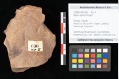 Foto (Objekt + Etikett) von Myrica lignitum Unger (NHMW-GEO-2024-0188-0690)